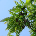 Cedar Leaves