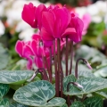 Cyclamen