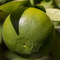 Green Tangerine