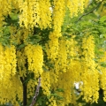 Laburnum