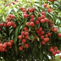 Litchi