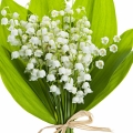 Muguet