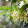 Osmanthus
