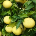 Pamplemousse