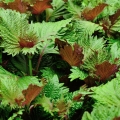 Shiso