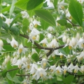 Styrax