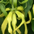 Ylang-ylang